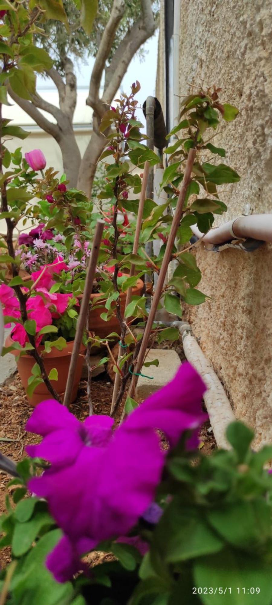 Secret Garden Home Lagonissi Attiki Foinikia  ภายนอก รูปภาพ